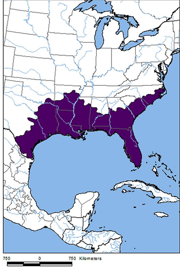 AlligatorMap_f.jpg