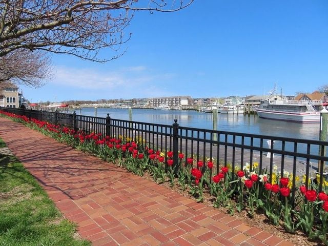 tulips.jpg
