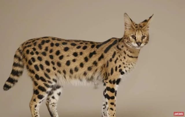 savannah.jpg