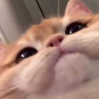 ha-ykf