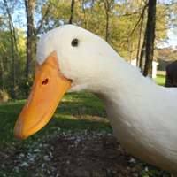 pekinduck